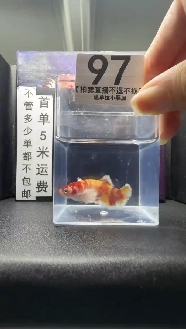 斗鱼母鱼编号：97