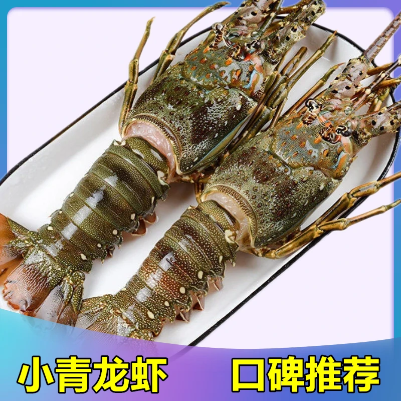 速冻大青龙虾鲜活大龙虾特大鲜活海鲜水产冷冻深海澳龙小青龙虾