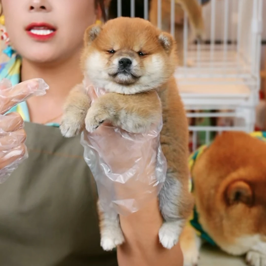 【猕猴桃豆妹妹】赤柴豆柴黑柴白柴狗狗幼犬纯种双血统宠物