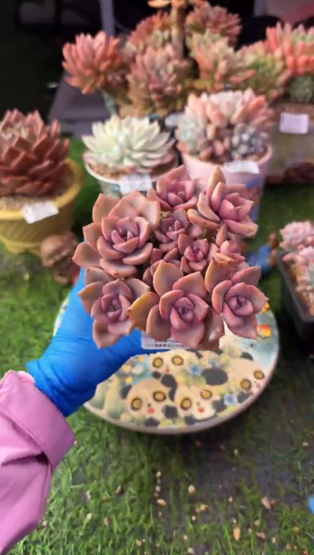 昆明印象多肉3283