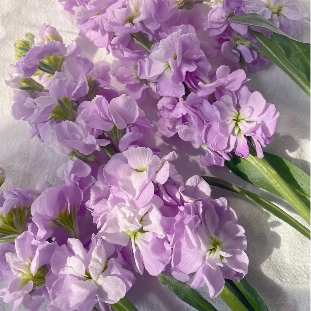 M【紫色紫罗兰5枝50CM】