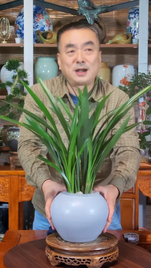 无花朵张*水之韵水培墨兰