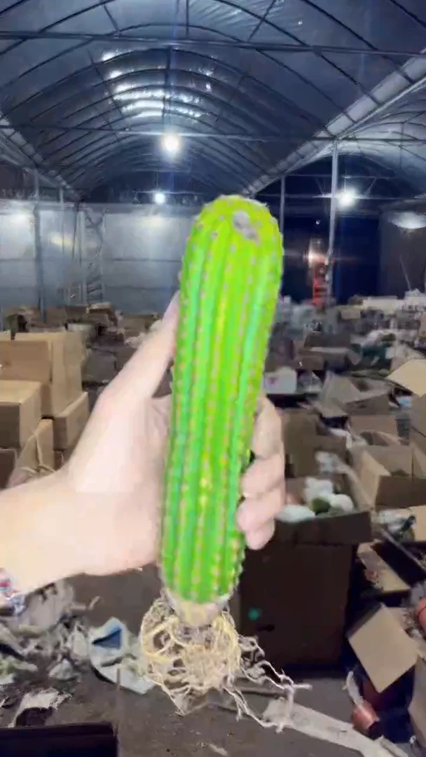 金四 毛花柱【带根】不指定带花苞