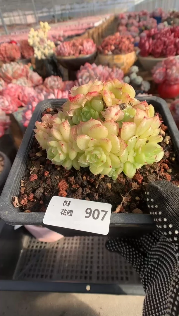 9.7麦秆多肉植物一物一拍不包整