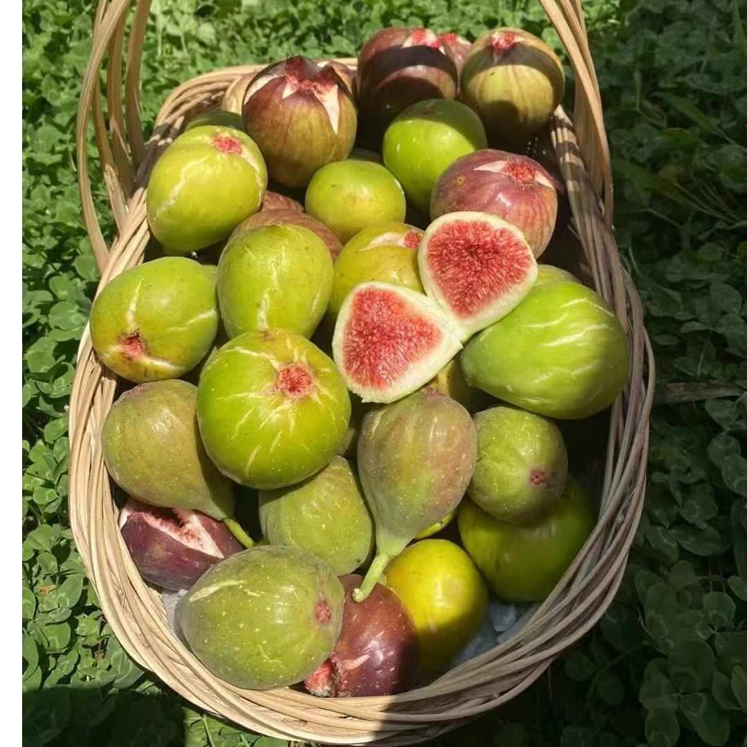 无花果格莱斯 芭劳奈 斯特拉 青皮 青花 花山口 布兰瑞克果树苗