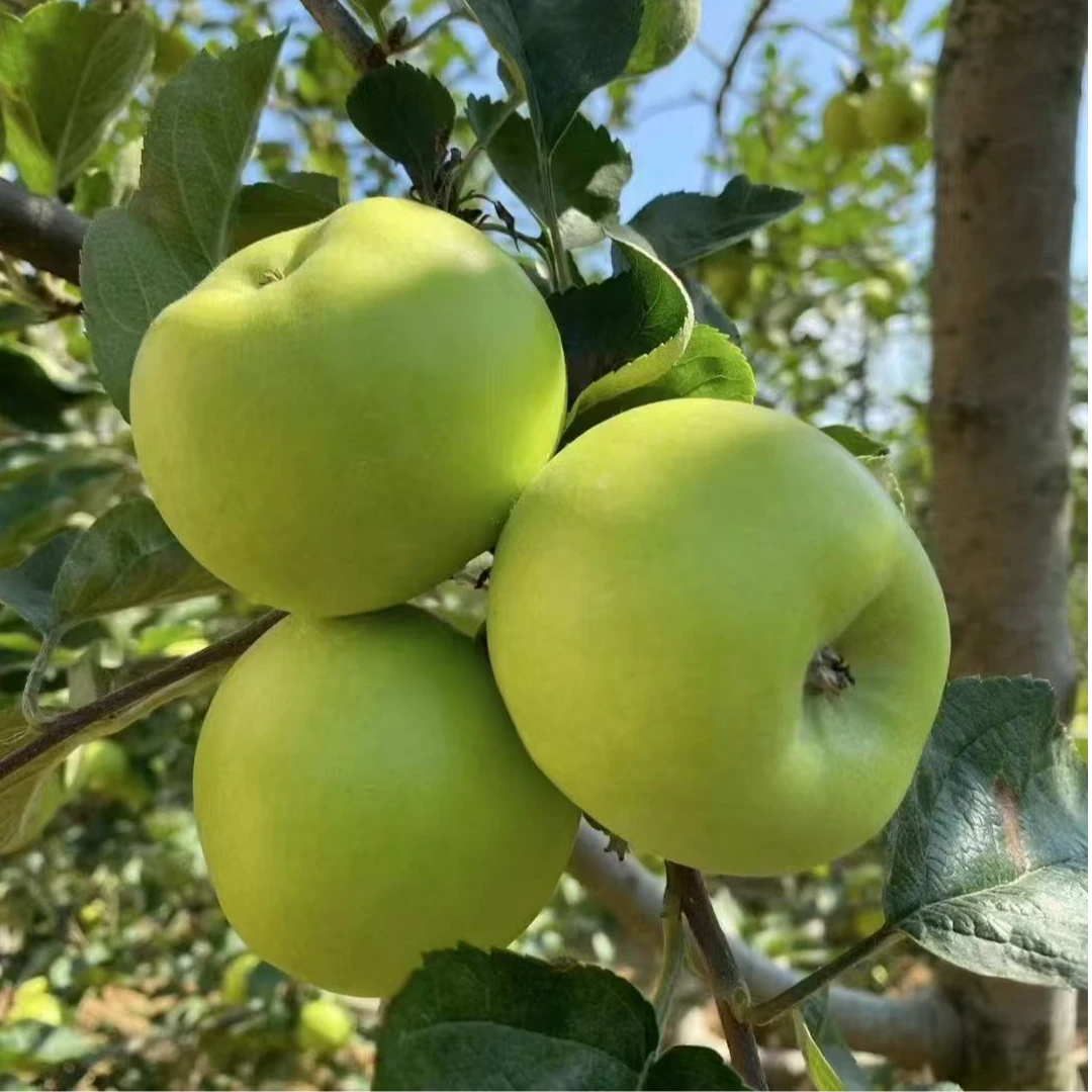 苹果之城云南昭通青苹果青香蕉品种  清香脆甜 纯甜无酸