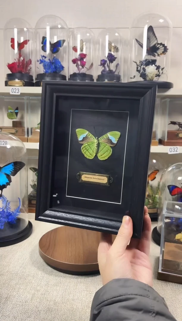 大自然真实的蝴蝶标本