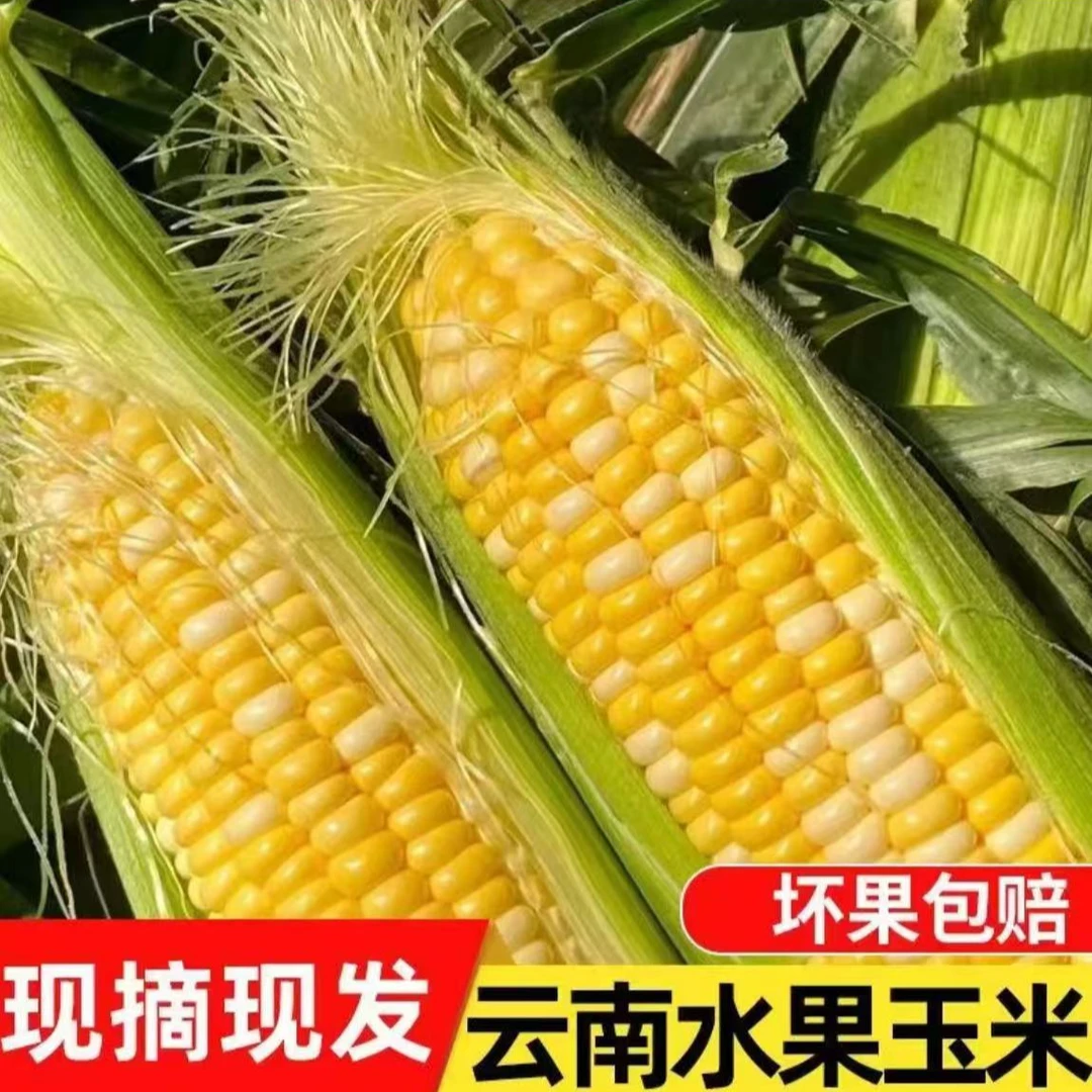 【精选】云南金银水果玉米甜玉米新鲜饱满脆嫩口感多汁早餐新鲜采摘