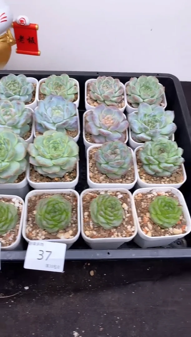 16.8一组一组包邮37号