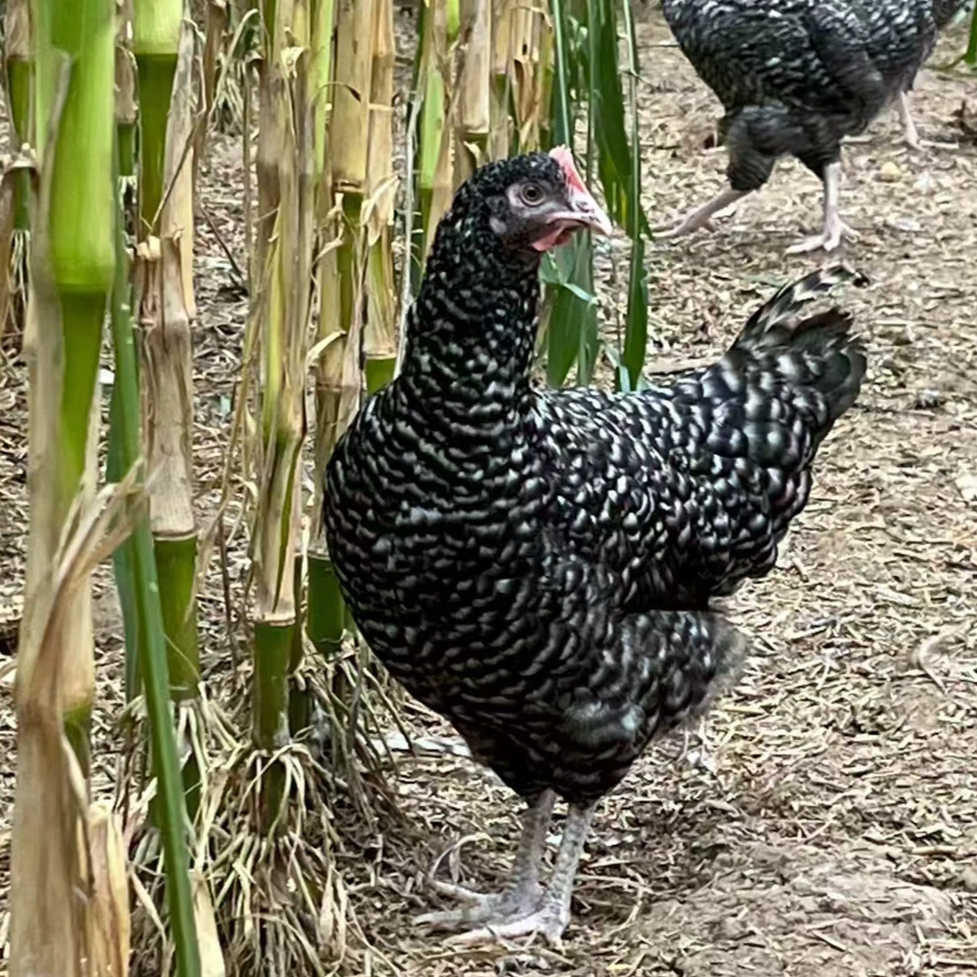 （4只装）青年芦花鸡散养芦花鸡适合当宠物鸡