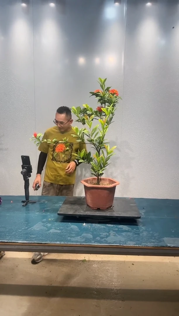 无花朵龙船花龙船花