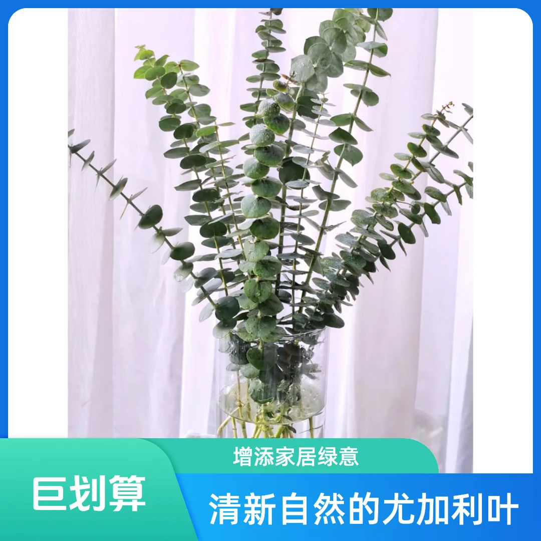 『极简风尤加利』尤加利叶10枝 全场任意满两单及以上鲜花 顺丰包邮发货