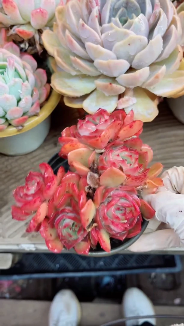 【闪购商品】20054