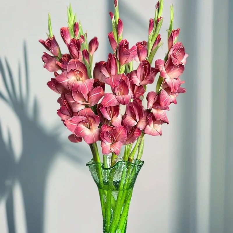 【福利款】卡布奇诺色剑兰鲜花节节高基地直发养护花期长