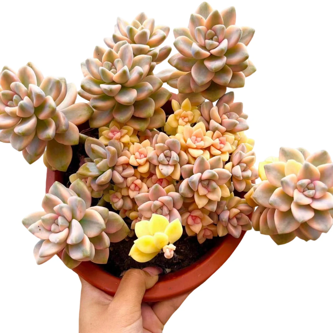 【美杏锦】 整桩脱土 云南红太多肉  以直播间为准 精养