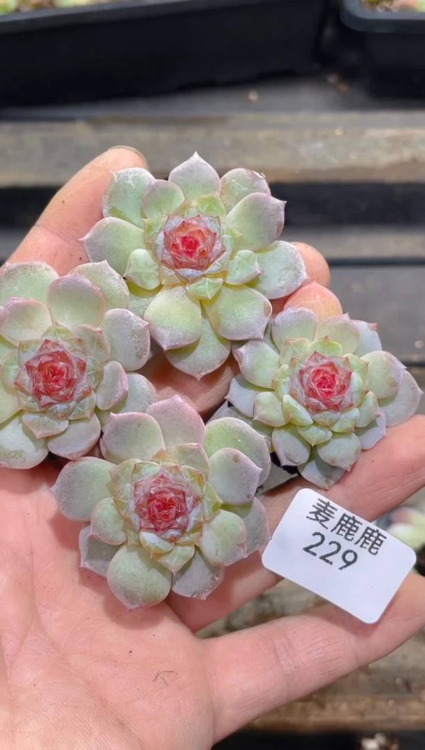 229红毛丹成品     量拍4颗