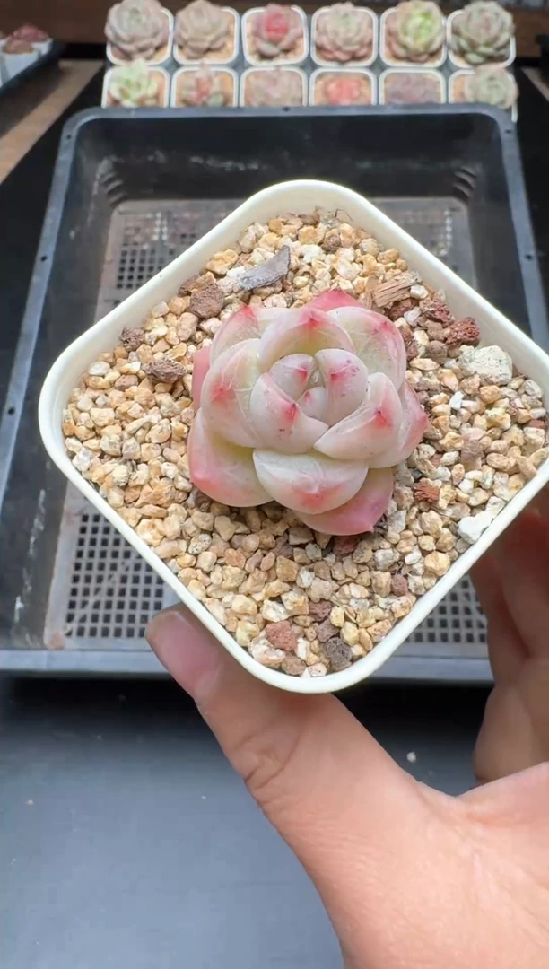 【闪购商品】331号一物一拍珍妮多肉花卉植物3颗起发