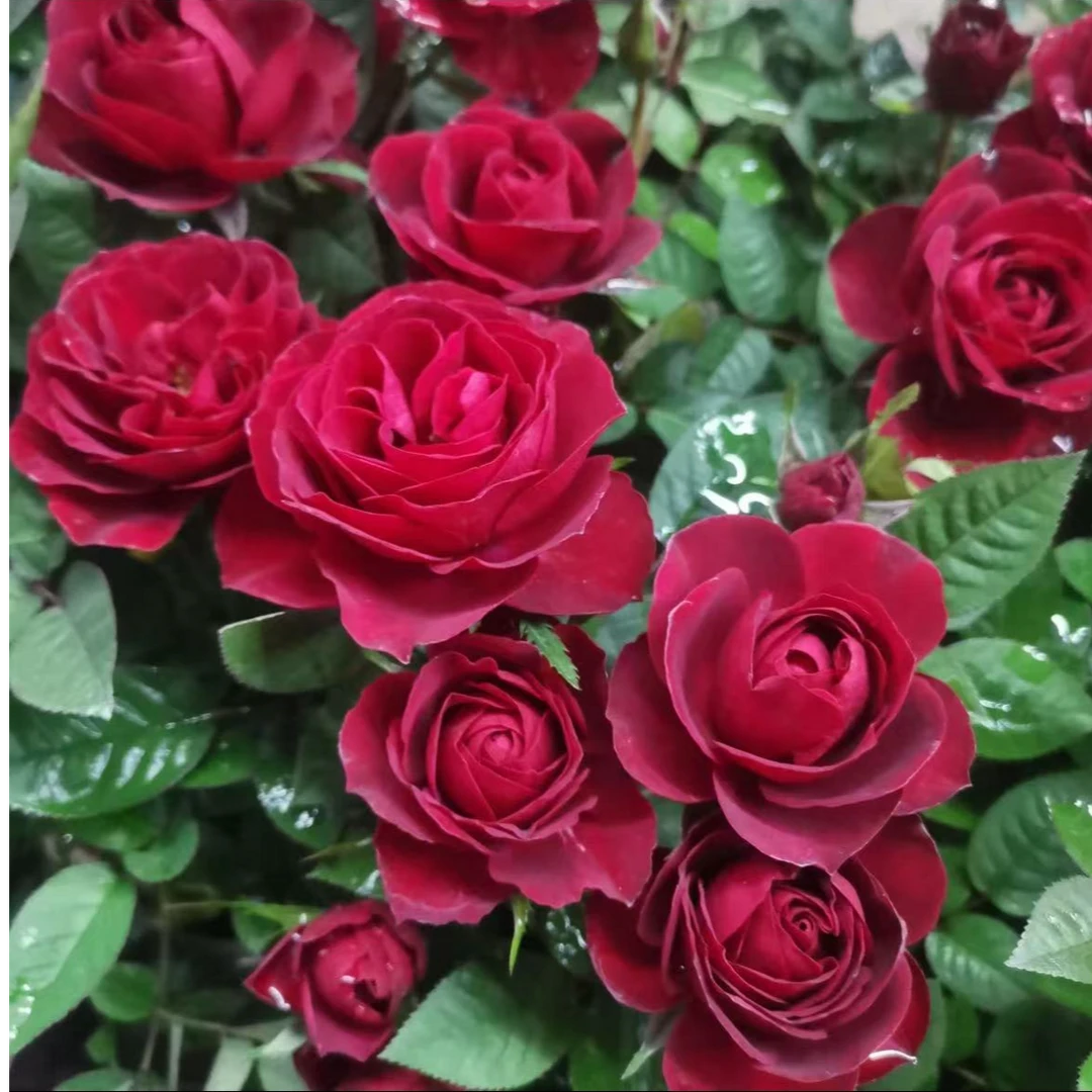 【中国红】月季盆栽地栽四季开花卉玫瑰带花苞阳台植物