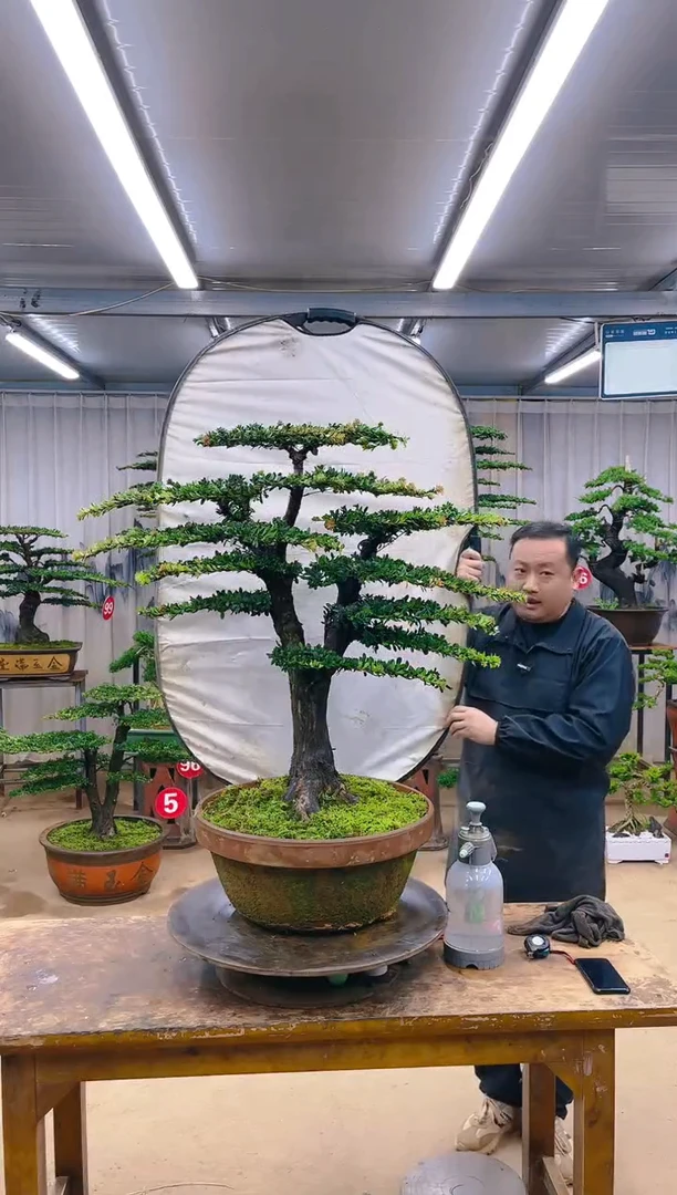 无花朵精品盆景 一物一拍