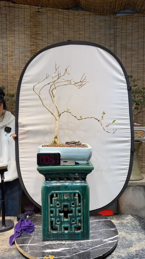 【闪购商品】黄扬盆景