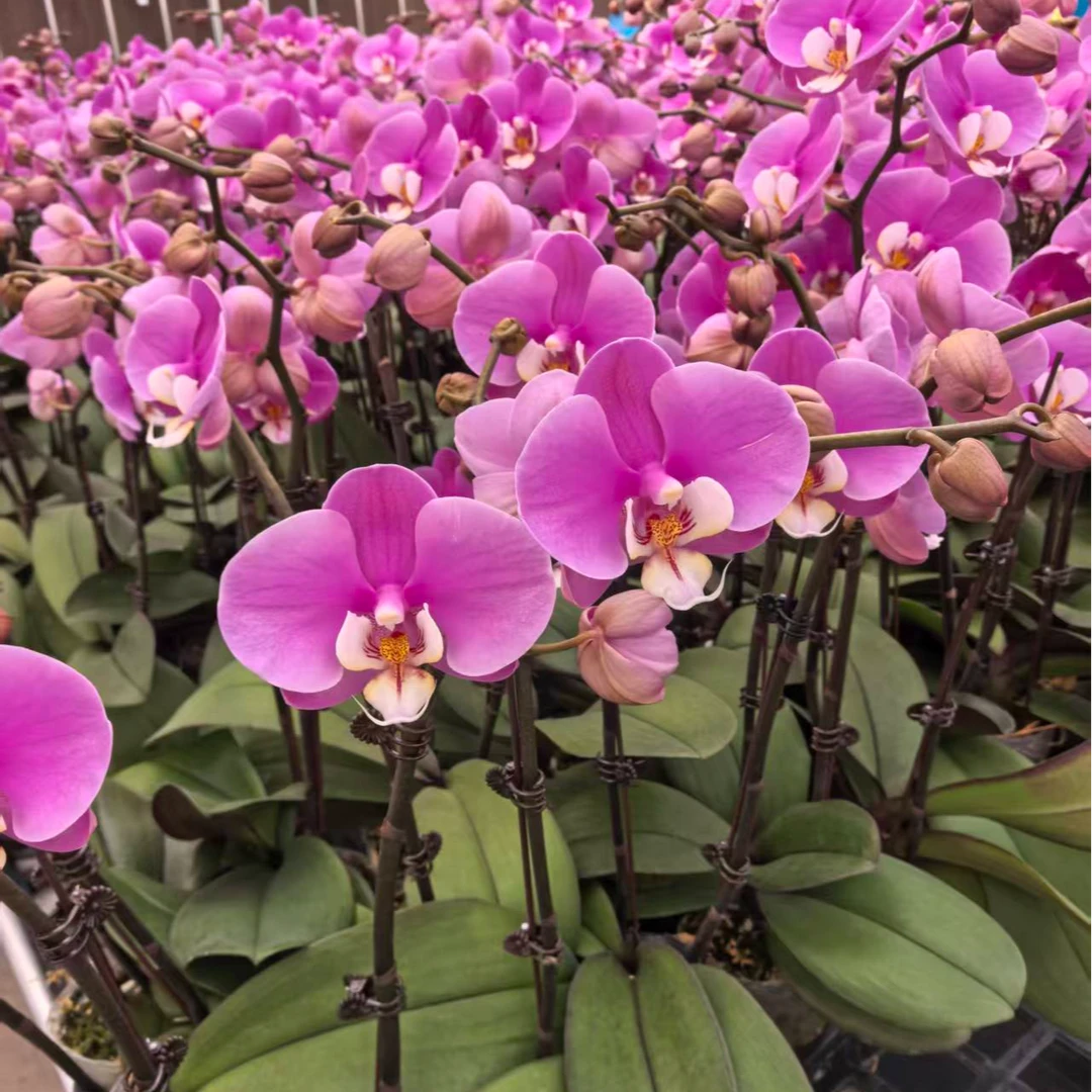 【安娜】蝴蝶兰带花发货室内高端花卉绿植观赏佳品