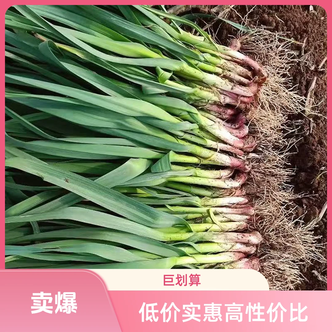 新鲜大蒜苗湖北天门特产农家自种红头小香蒜应季蔬菜现挖2斤3斤