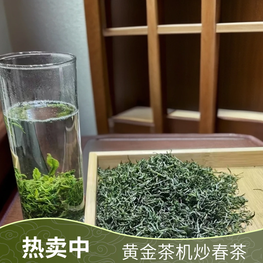 湘西黄金茶2025年春茶明前茶头采