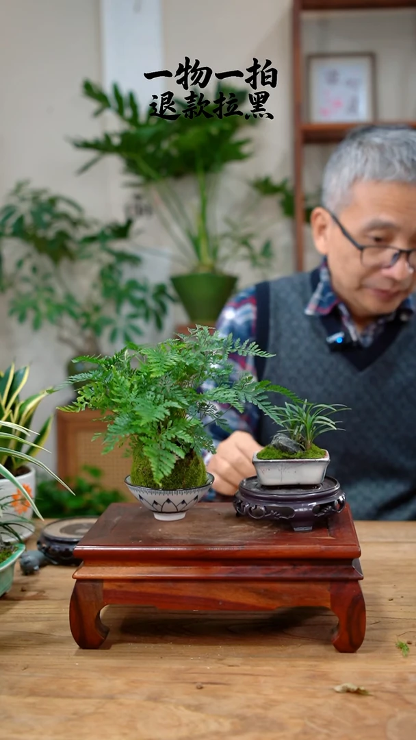 完全开放?**✨狼尾蕨+玉龙草463
