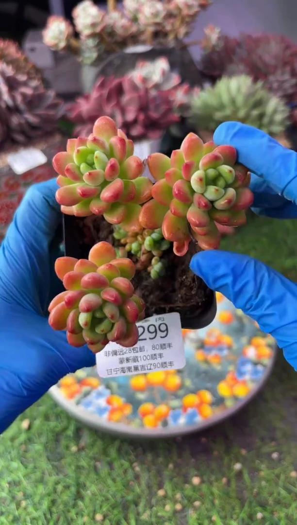 昆明印象多肉05299