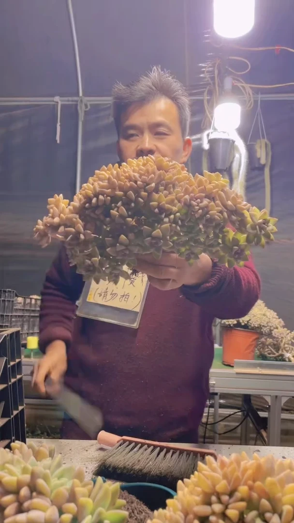132淡雪缀化一物一拍（微瑕
