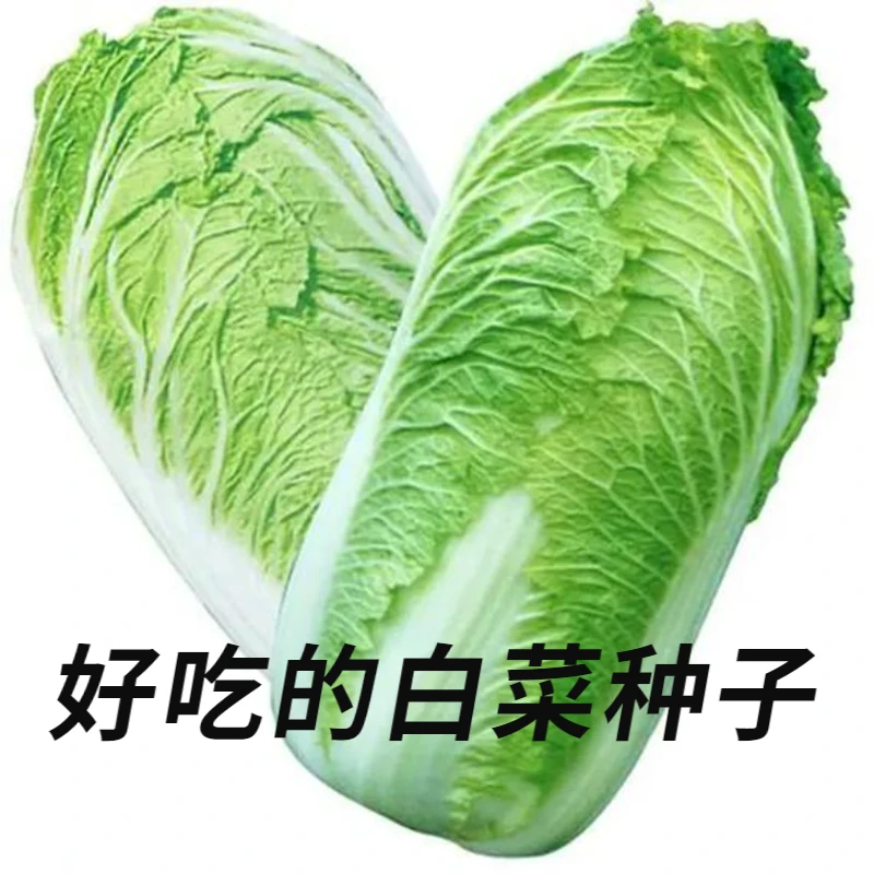 颗颗十八斤大白菜种子早熟耐寒抗病口感好四季播秋冬北方蔬菜