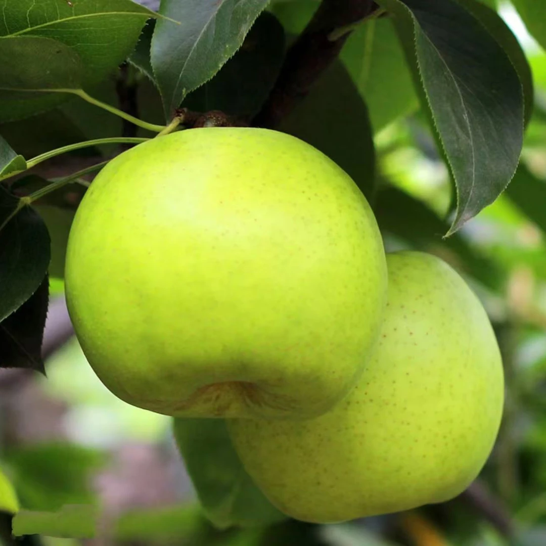 （顺丰包邮）砀山青蜜梨新鲜现摘现发脆甜多汁  （二闯专属）