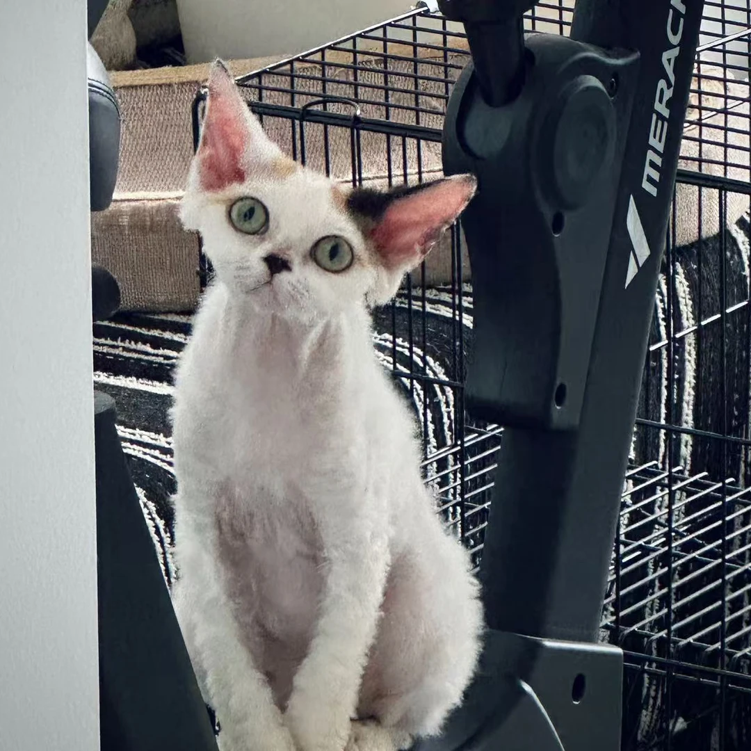 德文猫卷毛猫幼猫纯种血统宠物猫咪活体不掉毛高智商赛级德文幼崽