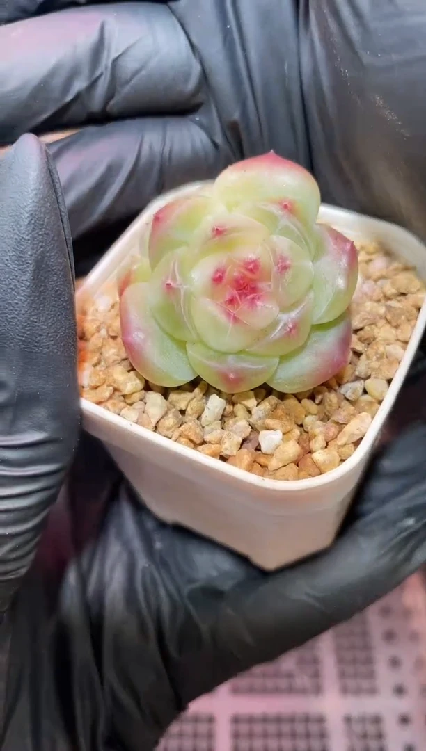 闪购807 冰布蕾多肉一颗 3.5-4厘米