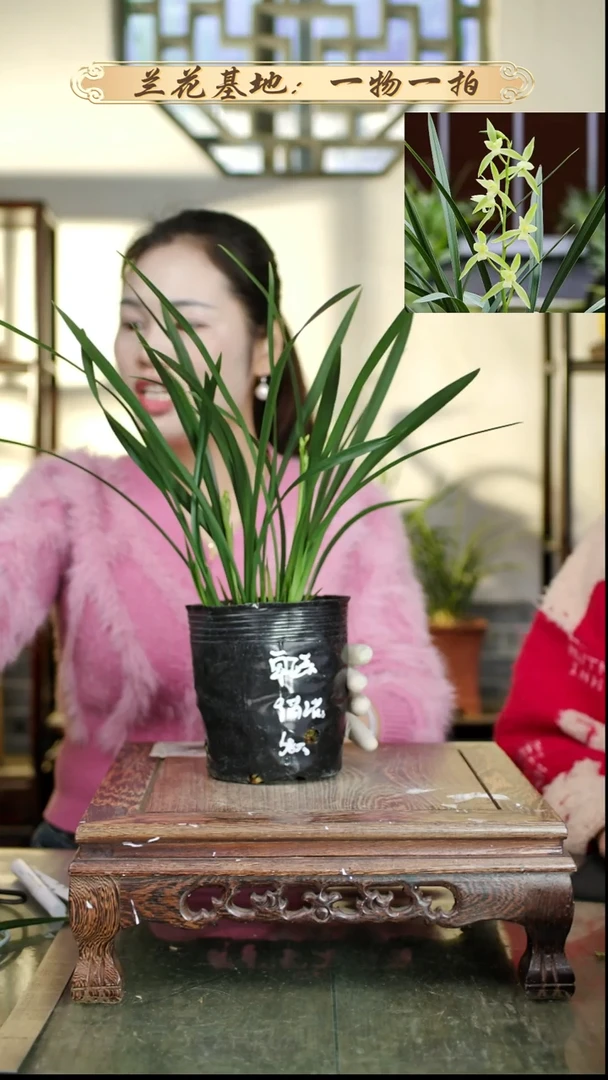 完全开放大花蕙兰金如意2只花苞