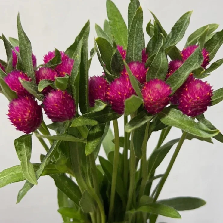 [千日红]氛围感花材 可做干花 现采现发 顺丰包邮