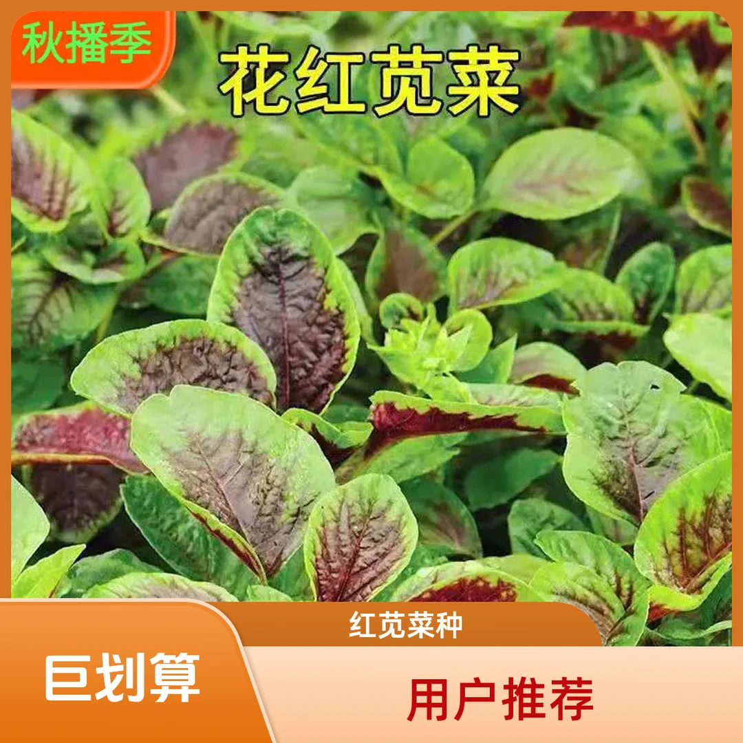 【满5包包邮】红苋菜种子圆叶蔬菜种子四季阳台盆栽蔬菜农家菜籽