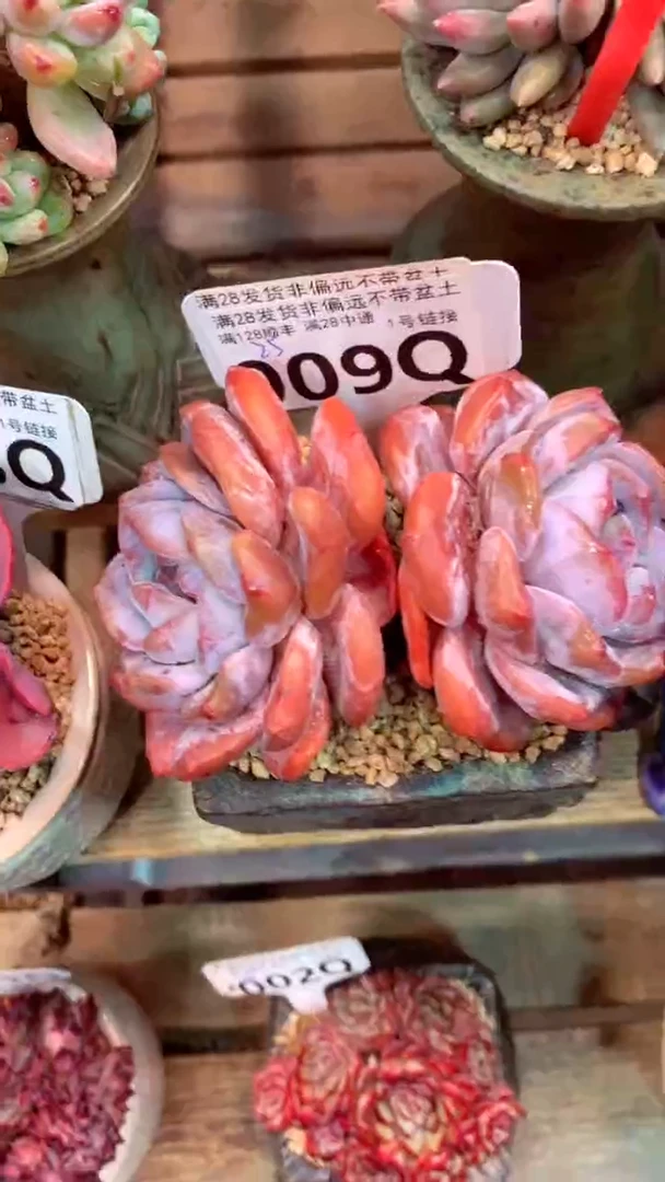 009Q（一物一拍，精品多肉，所见即所得 ）