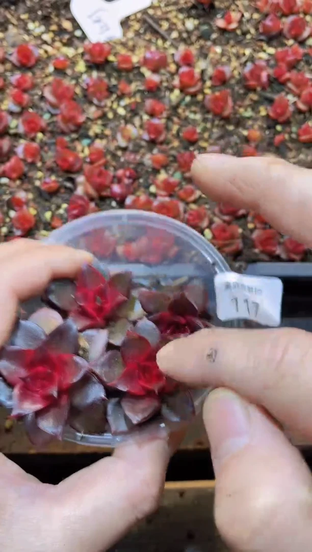 【闪购商品】血色玫瑰量拍4颗