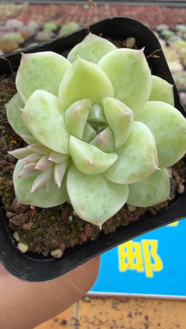 东云多肉园二店-70