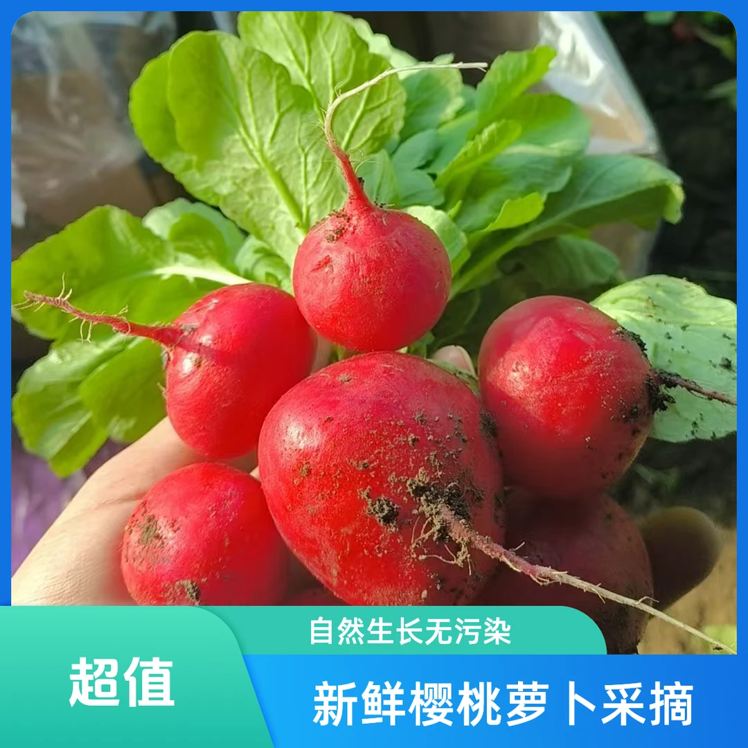 【发顺丰明天到】【新鲜上市】樱桃萝卜现拔现发脆爽多汁，生吃，凉拌，拌沙拉