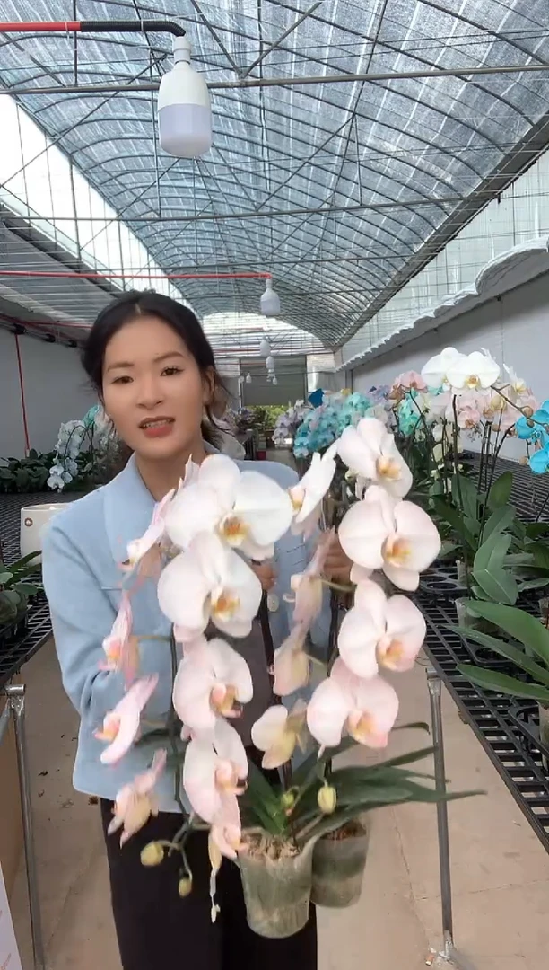 大部分花苞少量开放2棵水晶粉