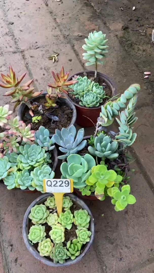 Q229多肉组合默认脱土发货
