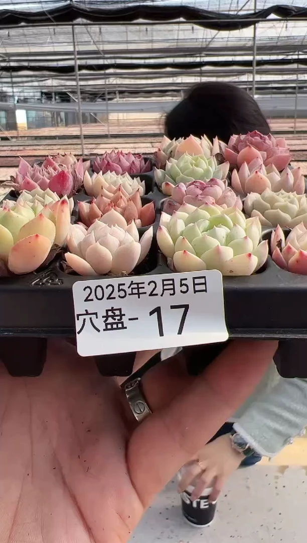 【闪购商品】穴盘-17