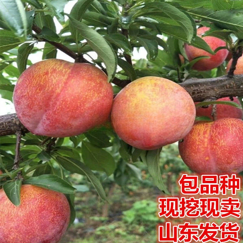 国峰7号李子树苗 嫁接国丰七号李子苗 南北方种植  3年苗买一送一