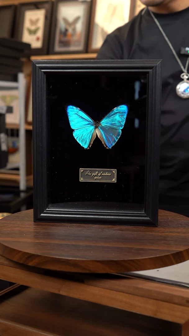 蝴蝶标本摆件竞拍L210