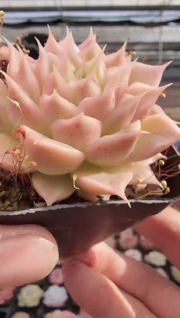 东云多肉园新款-284