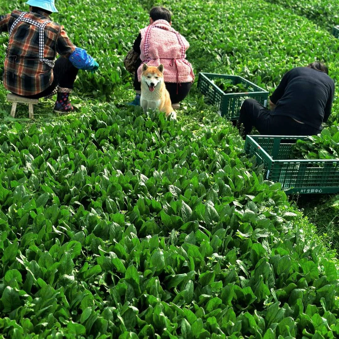 【普禾农场】圆通专区生态自然放心蔬菜