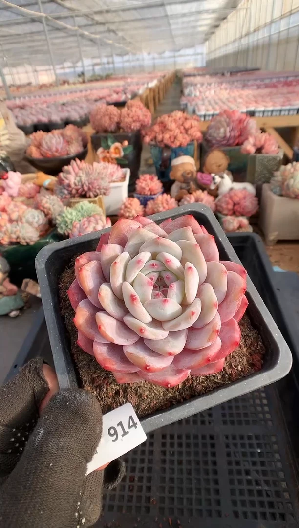 【闪购商品】914玫瑰梦露一物一拍