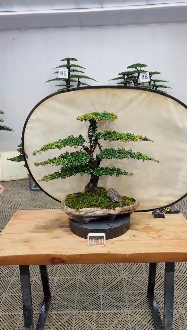 无花朵造型盆景一物一拍